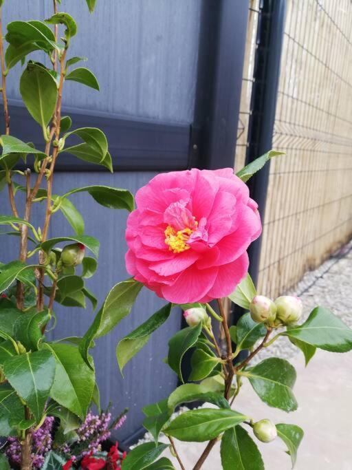 La Petite Maison De Marie Licques エクステリア 写真